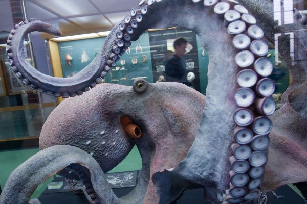 Кракен вход ссылка kraken torion net