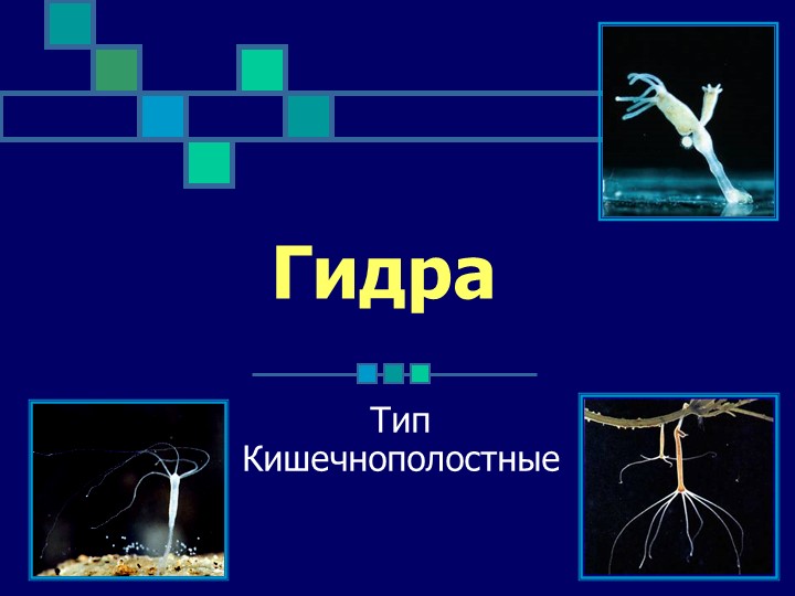 Сайт мега кракен